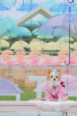 プリンとの最後の夏