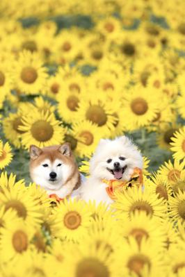 ひまわりに囲まれて
