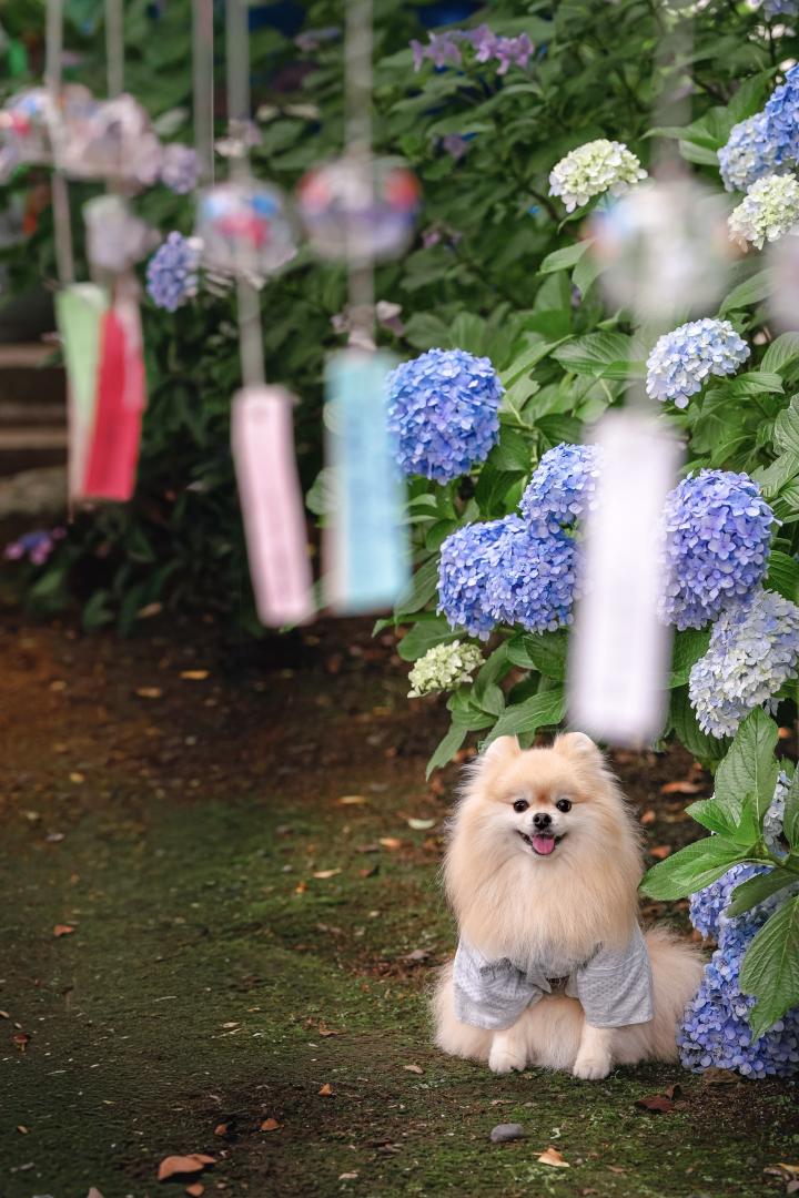 風鈴と紫陽花