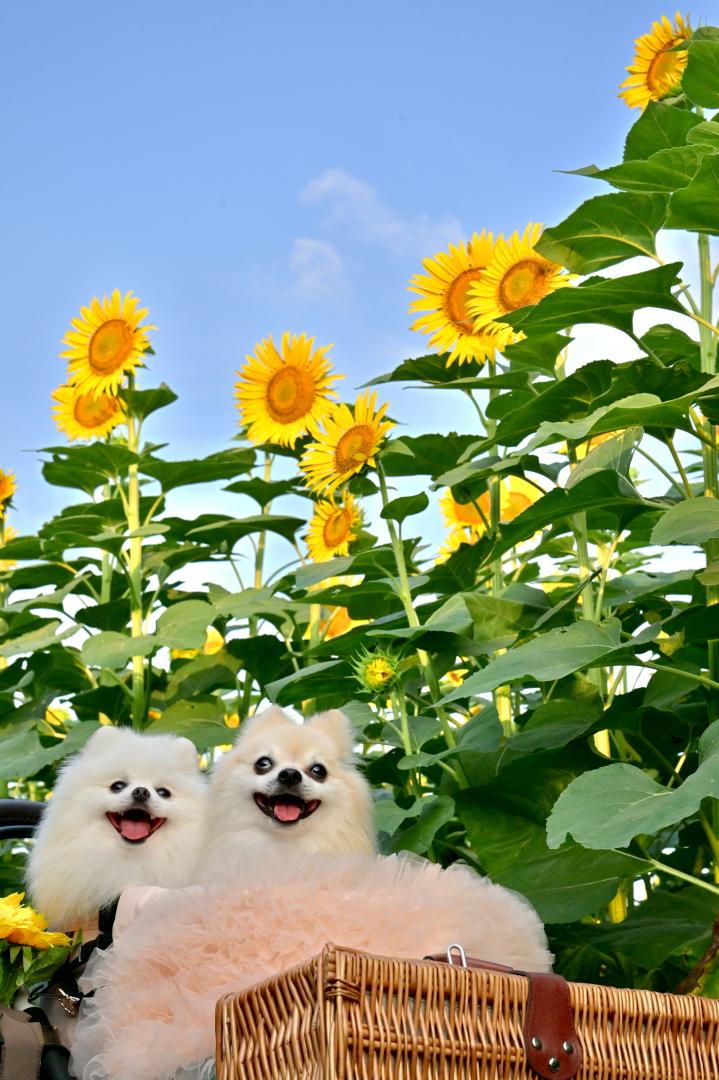 ひまわり日和