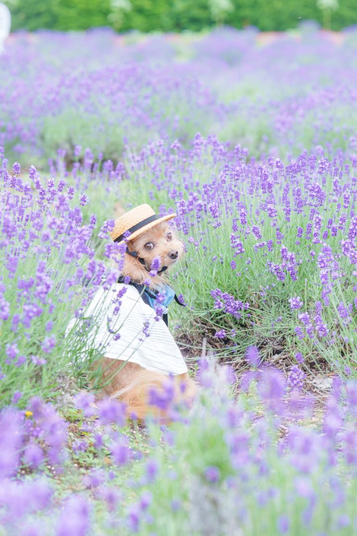 ラベンダー畑