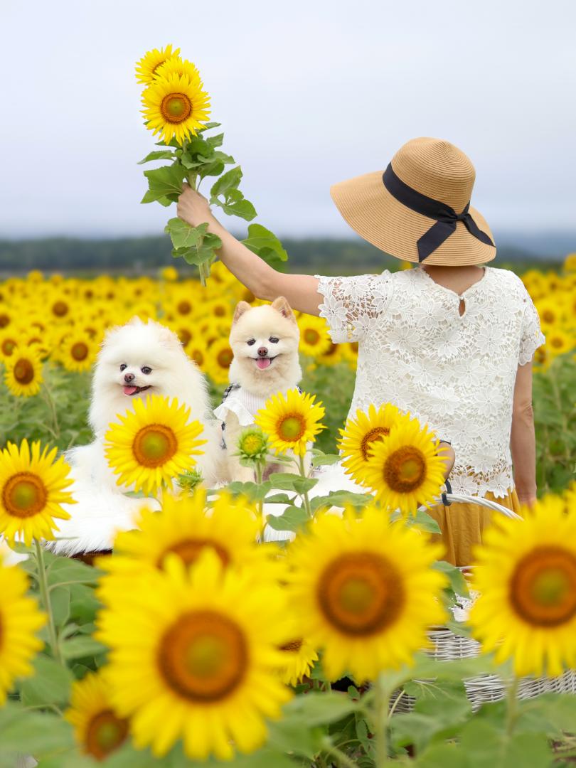 ひまわりとこはひよ