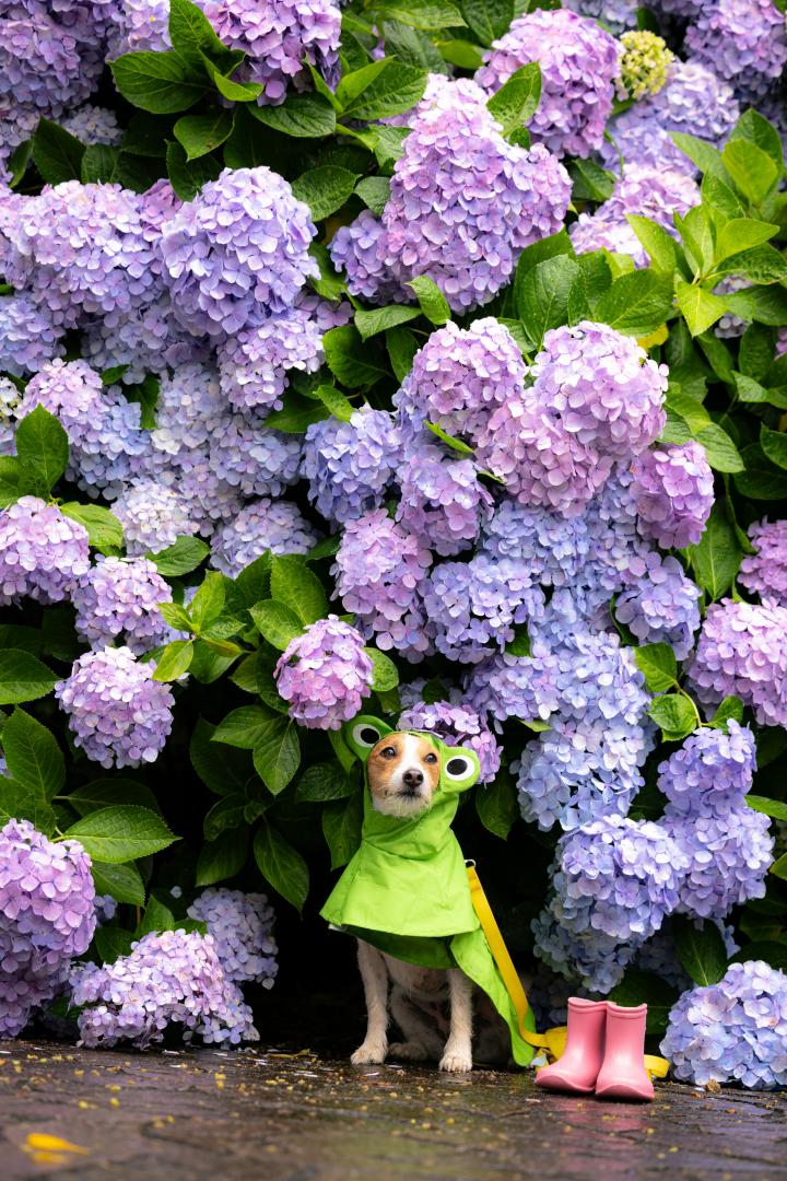 紫陽花の壁でひと休憩
