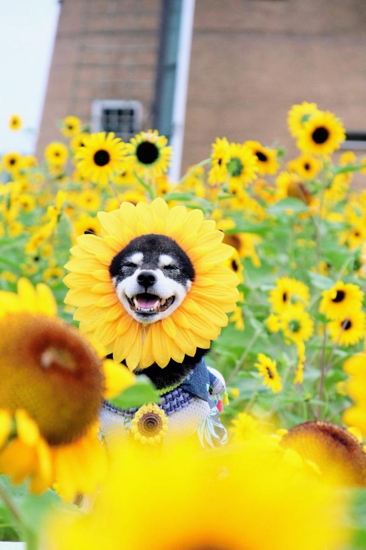 ひまわりと柴犬