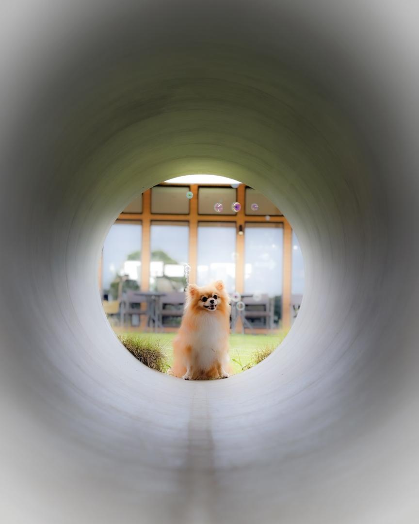 土管の向こうの小さな世界