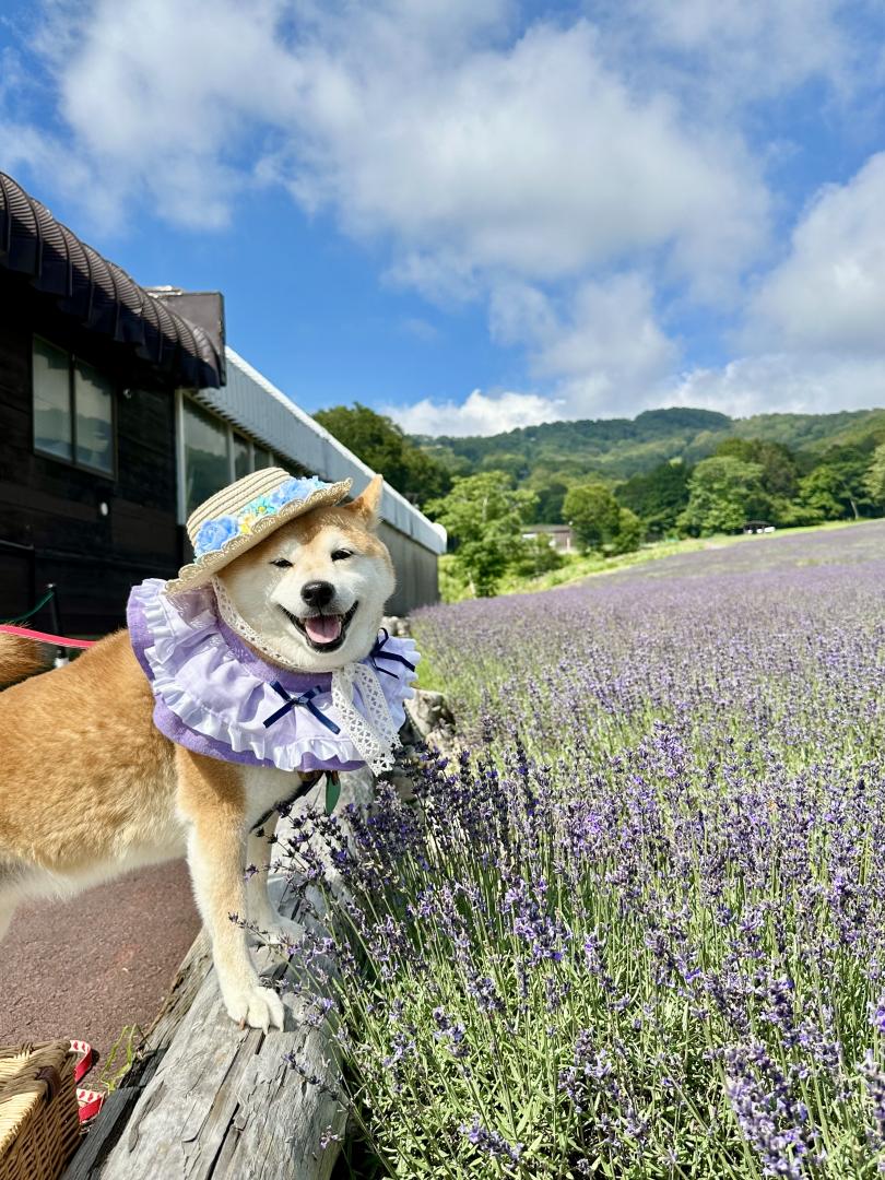 ラベンダー