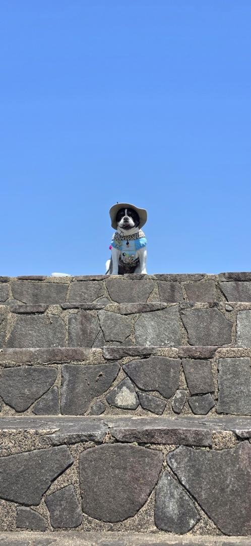 青空と犬