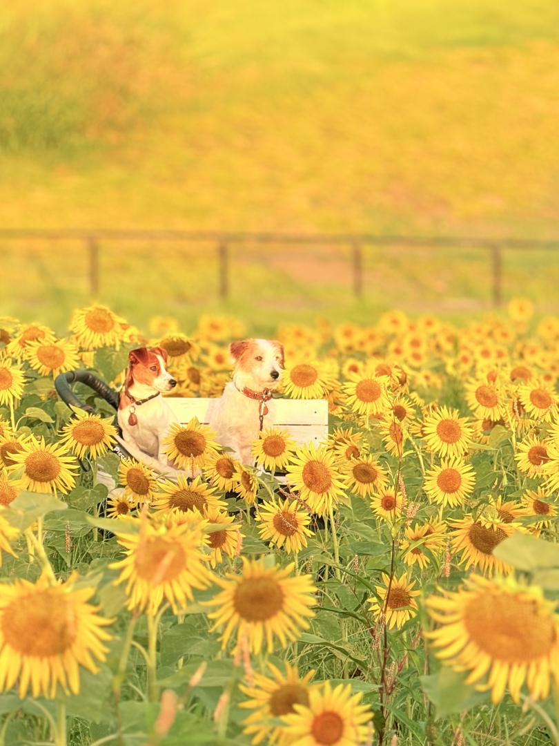 朝日とひまわり