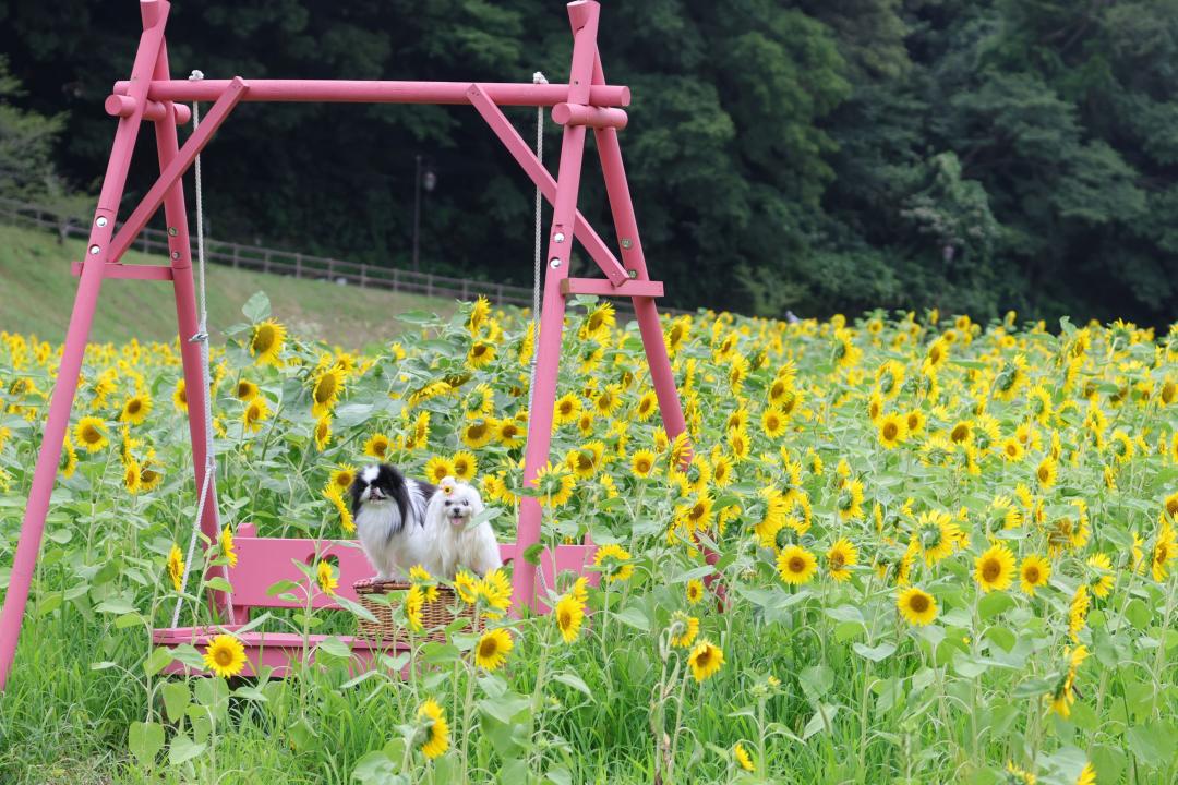 夏のブランコ