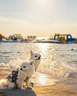 夏の朝