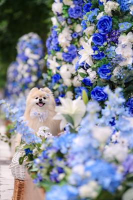 青のお花の回廊