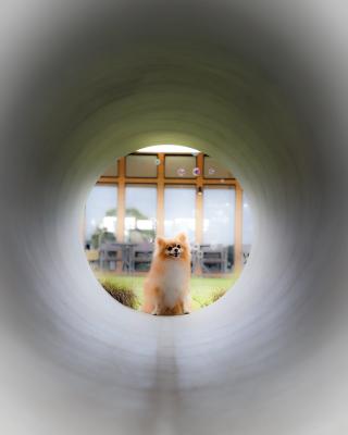 土管の向こうの小さな世界
