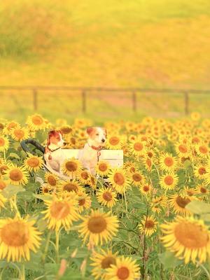 朝日とひまわり