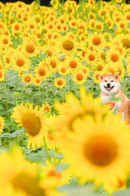 ひまわりとゴン太