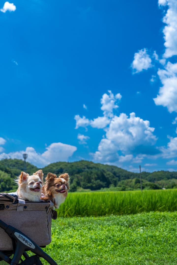 梅雨明け～夏のはじまり