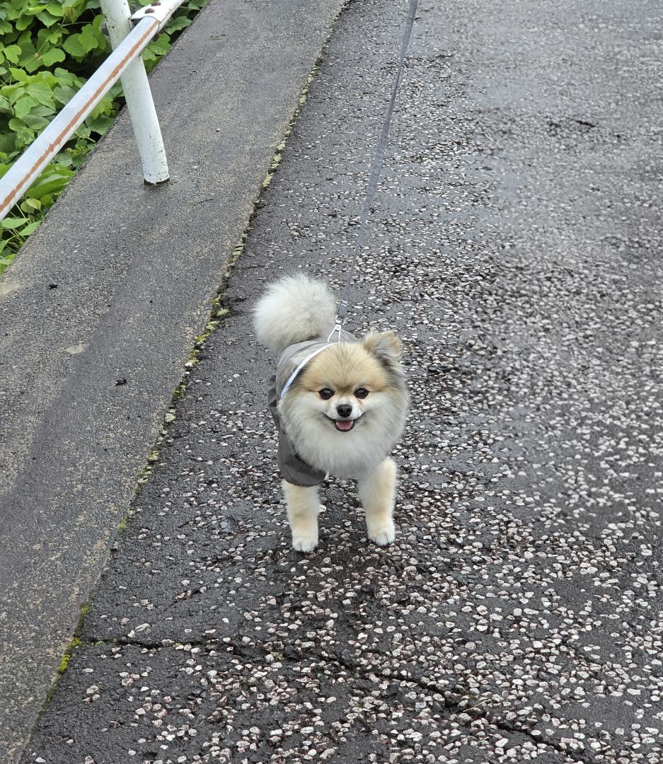 ぼく雨でもへっちゃら