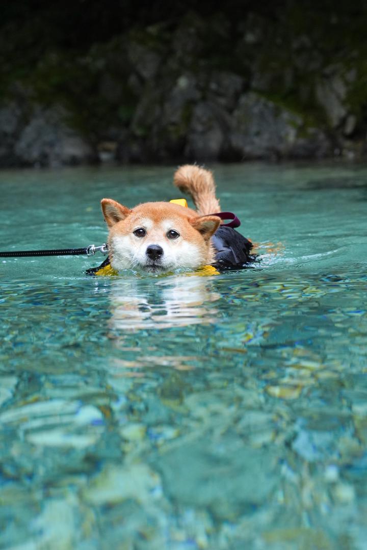 お兄ちゃんの真似して泳ぐこまち