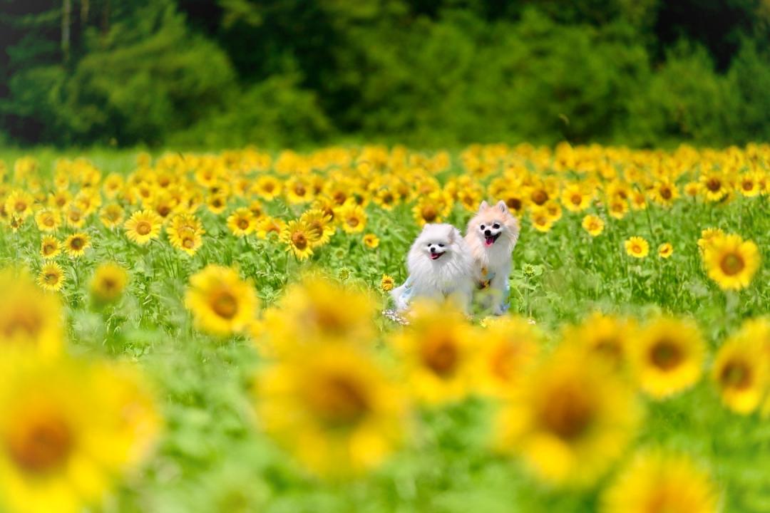 幸せのひまわり畑