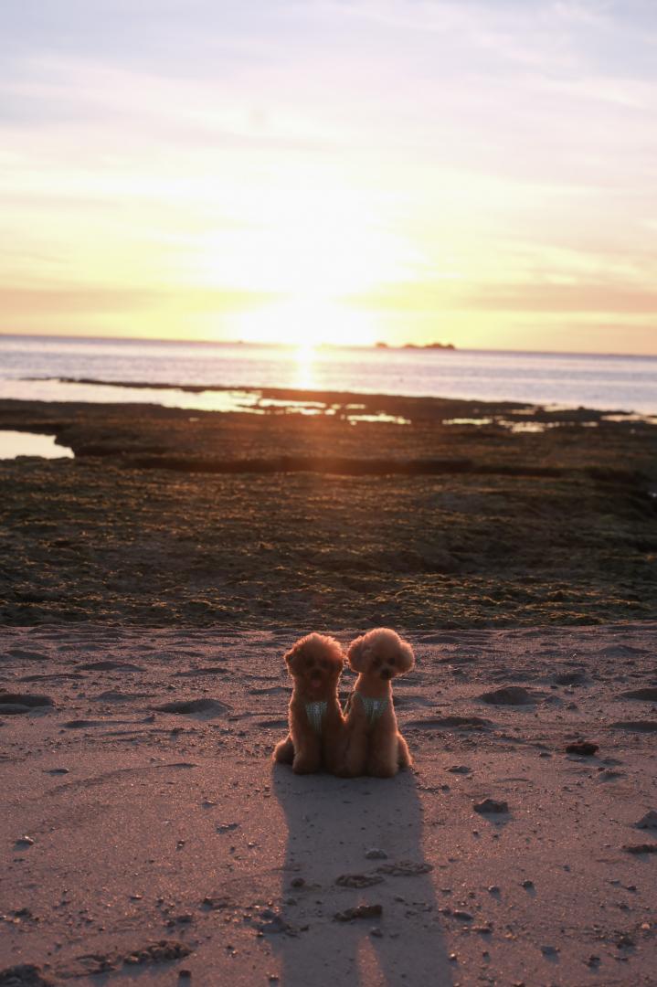 夕日とベガ♡ティティ