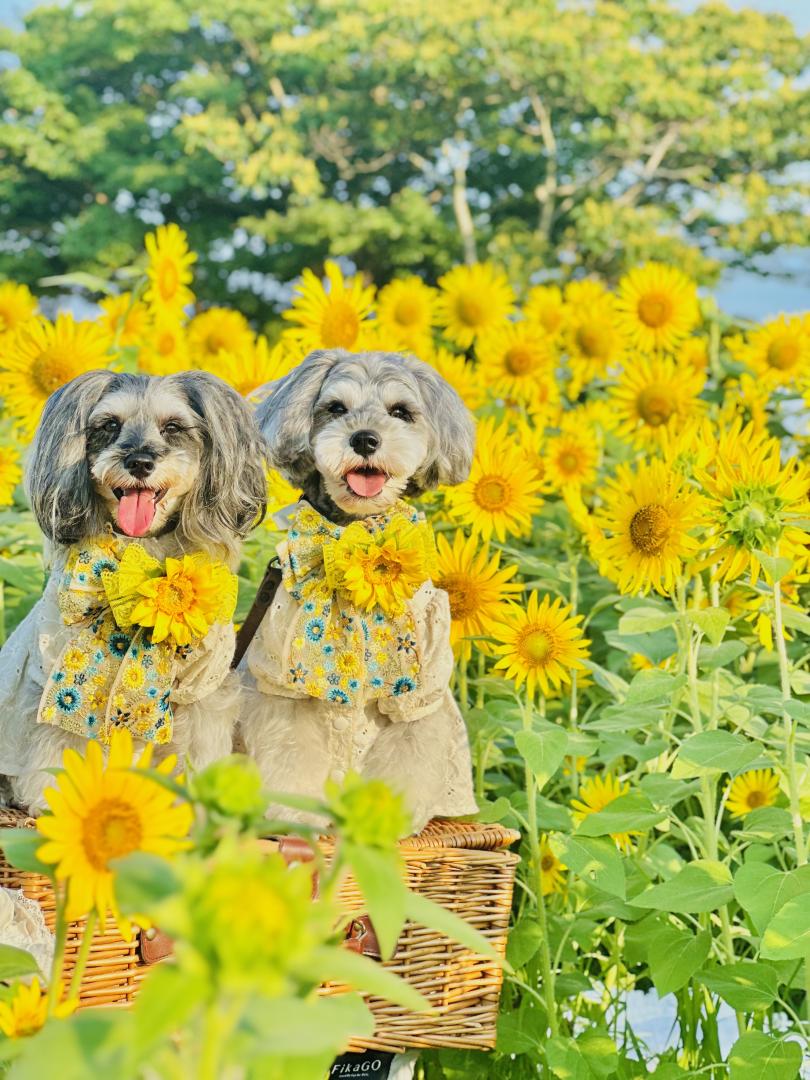夏色の笑顔