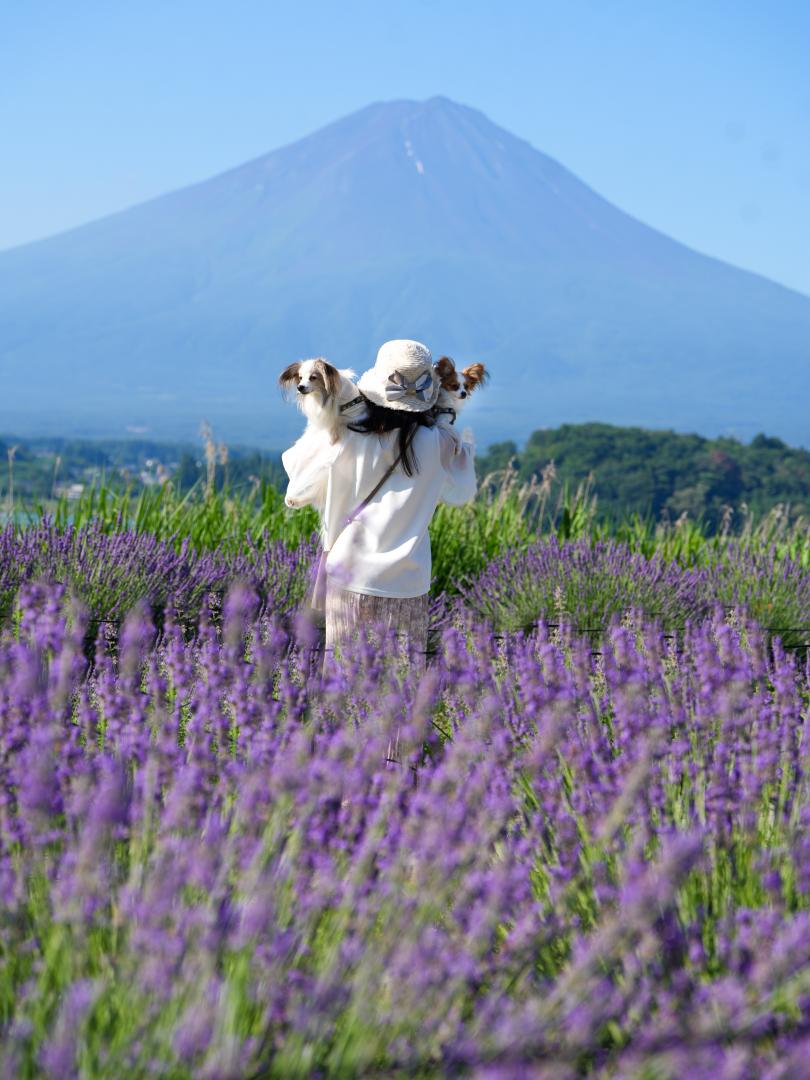どっこいしょ