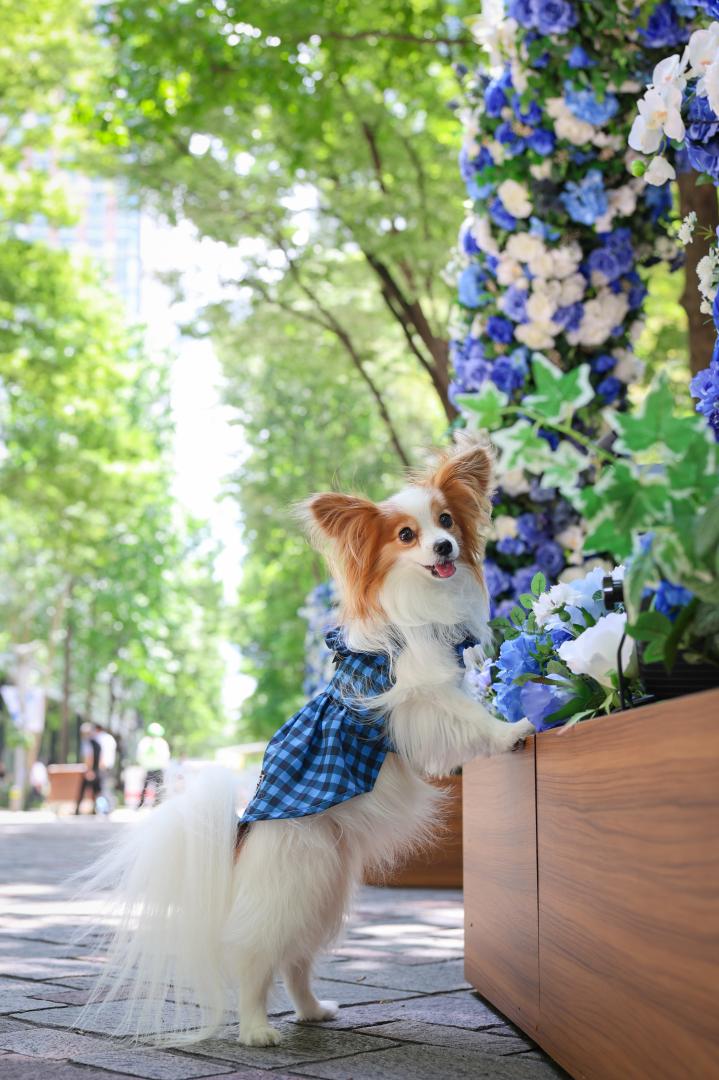 青い夏みつけた