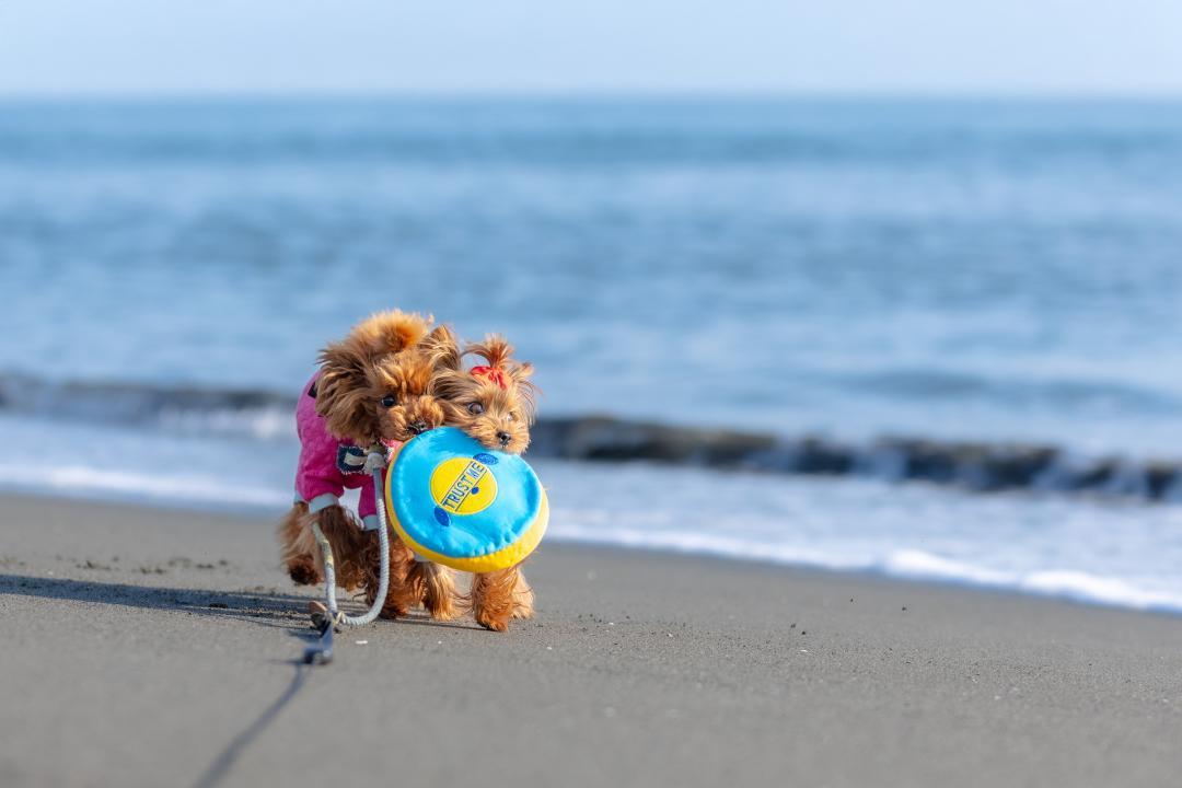 海であそぼう！