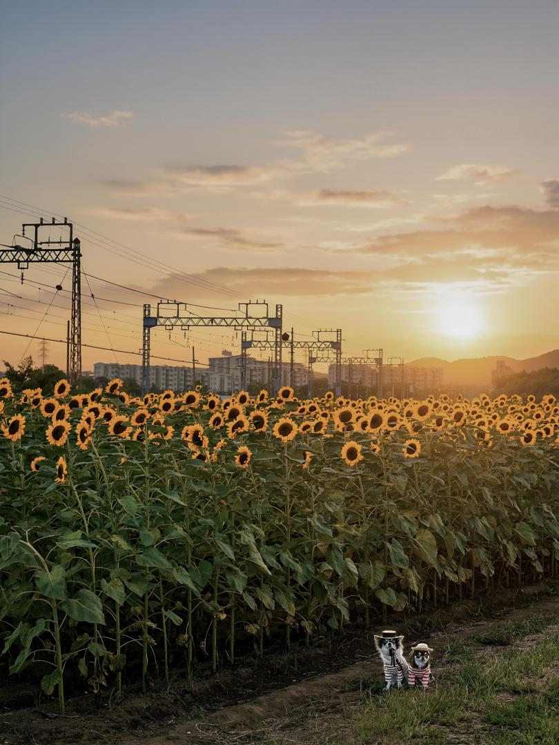 夏の終わり