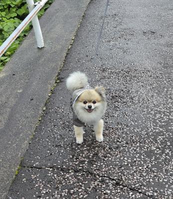 ぼく雨でもへっちゃら