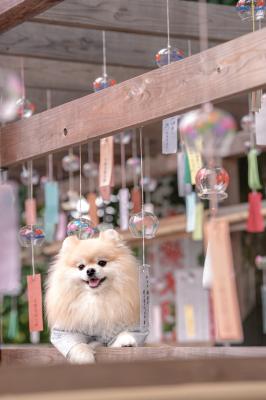 風鈴棚からこんにちは！