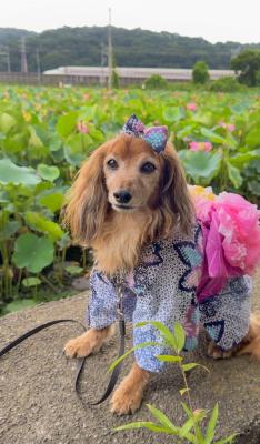 蓮の花と新幹線と