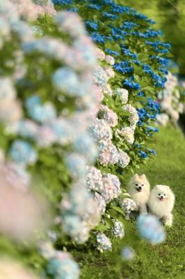 紫陽花の小径