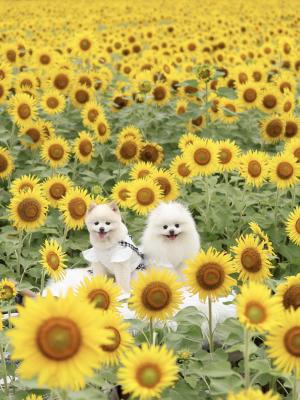 ひまわりとこはひよ