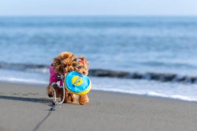 海であそぼう！