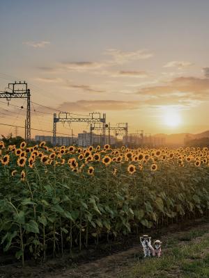 夏の終わり