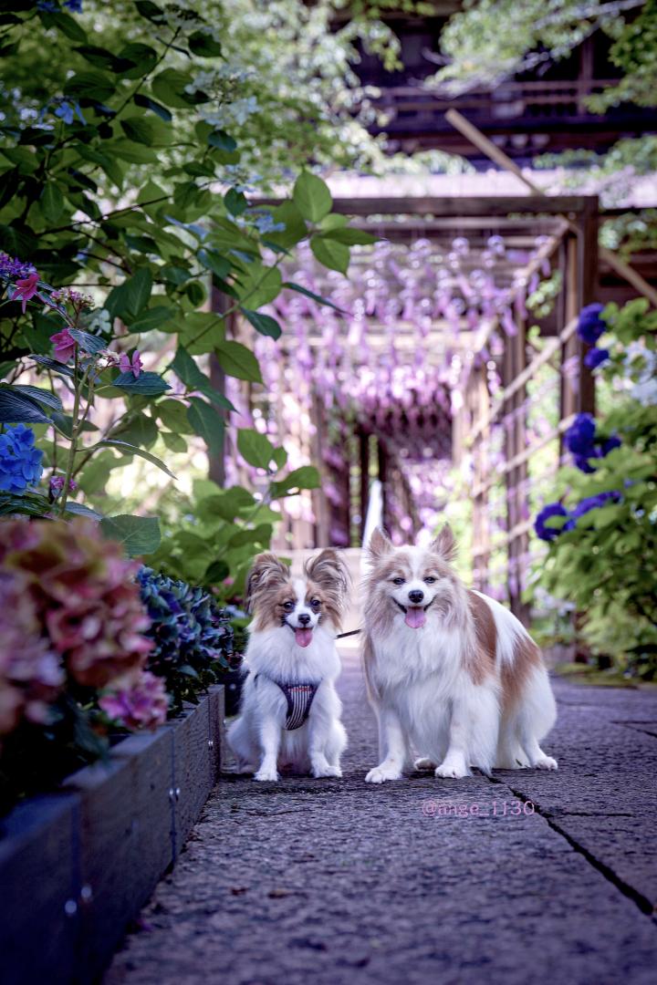 紫陽花と風鈴