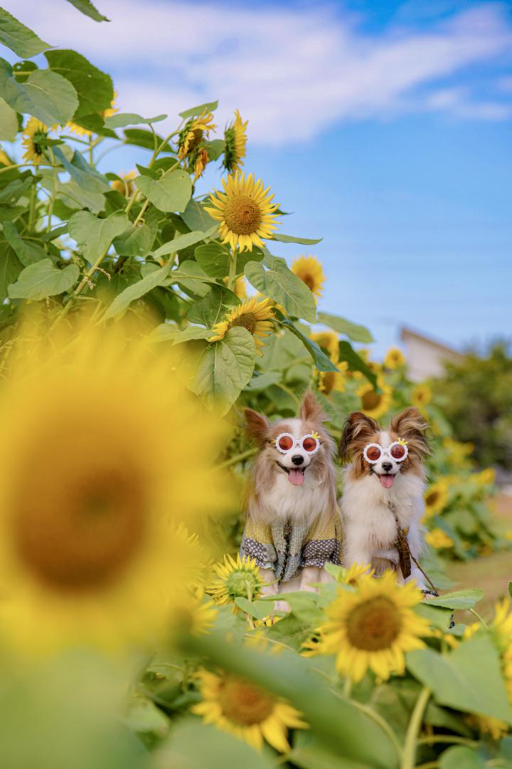 夏だぁ～
