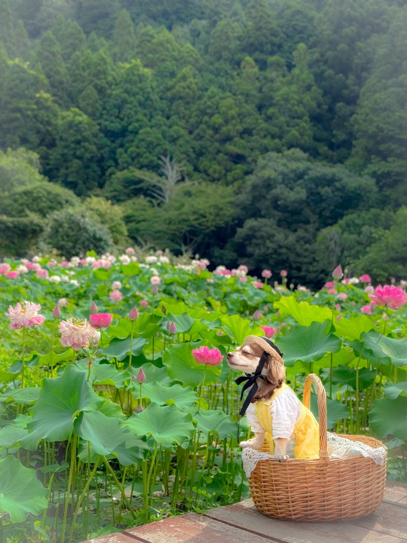 ハスの花が良い香り～