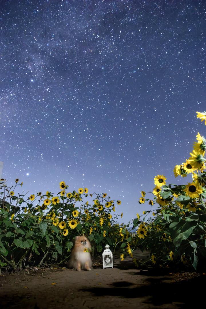 夏の星空の下で