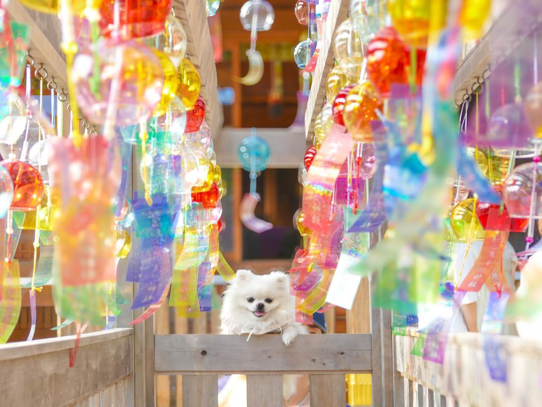 カラフルな夏景色
