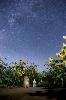 夏の星空の下で