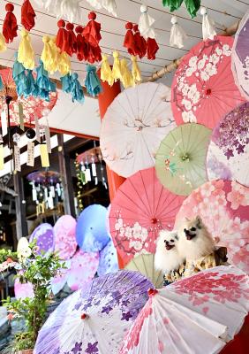 風鈴と和傘が奏でる、夏の彩り