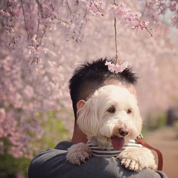 桜のシャワー