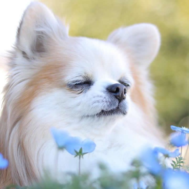 お花の香りを楽しみながら