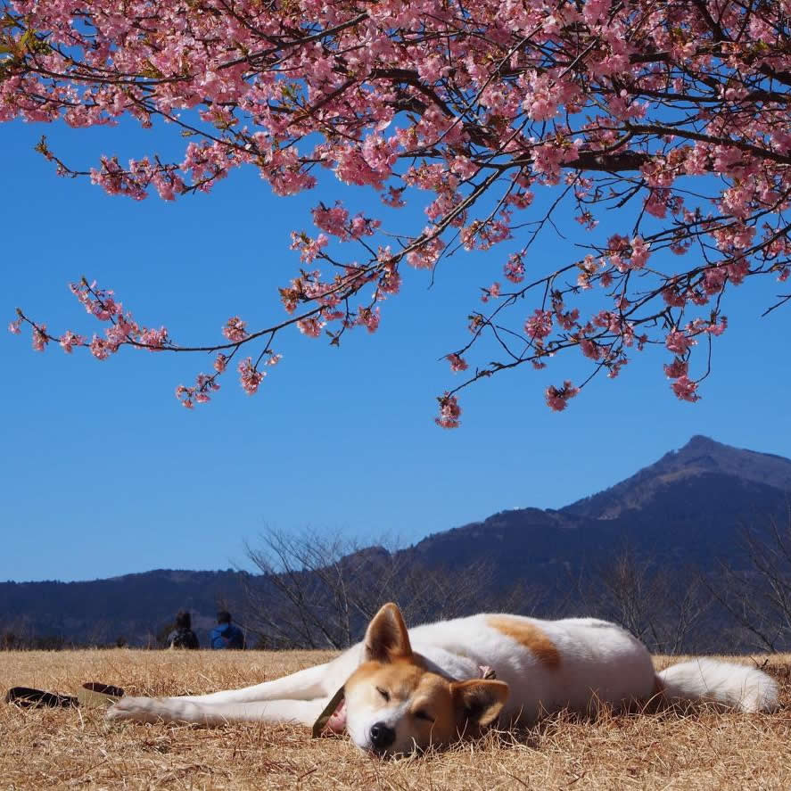 花より昼寝～♪