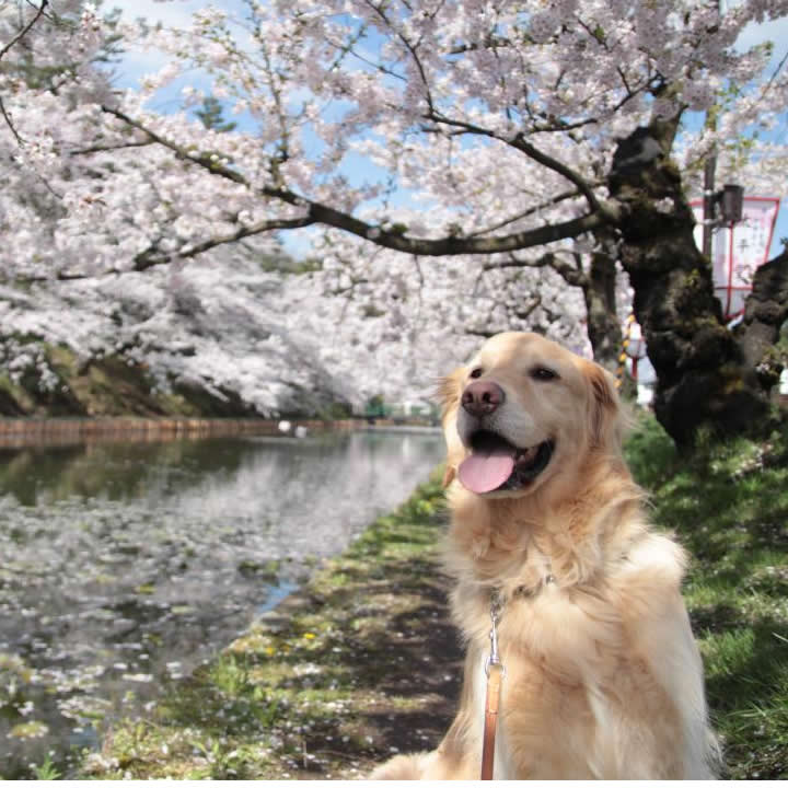 やっと桜見れたよ