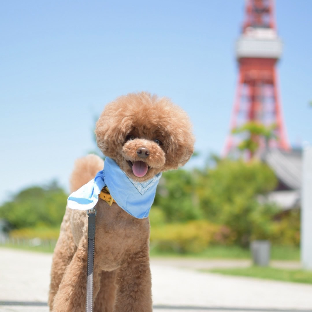 お上りさんが東京タワー