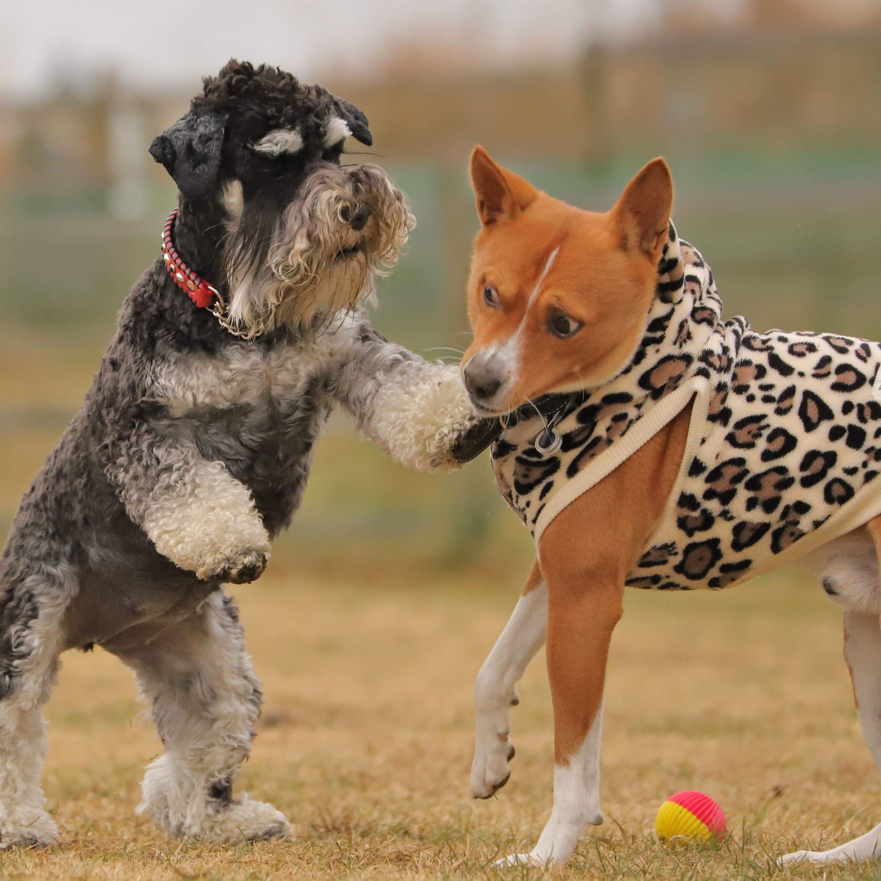 非行犬