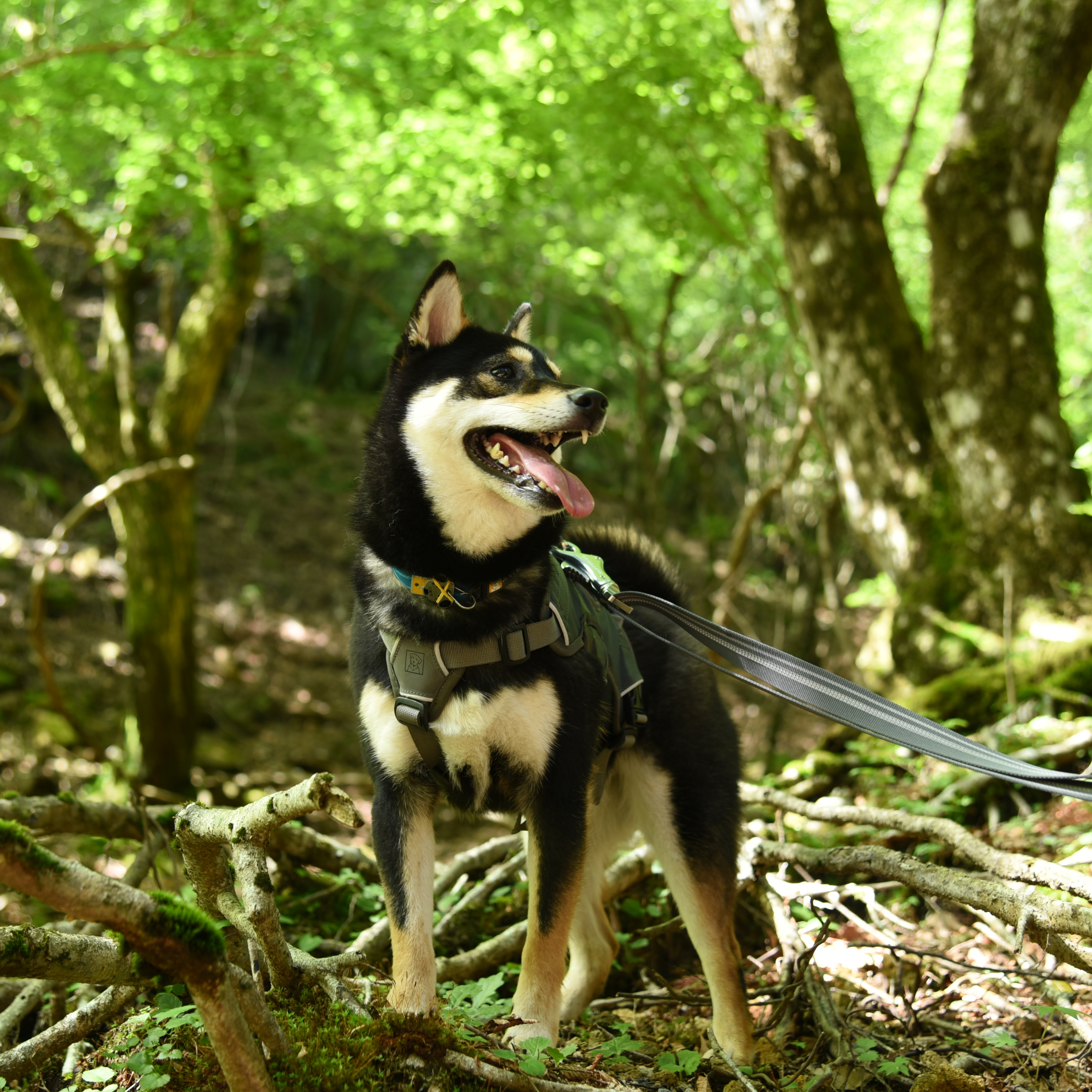 愛犬と登山