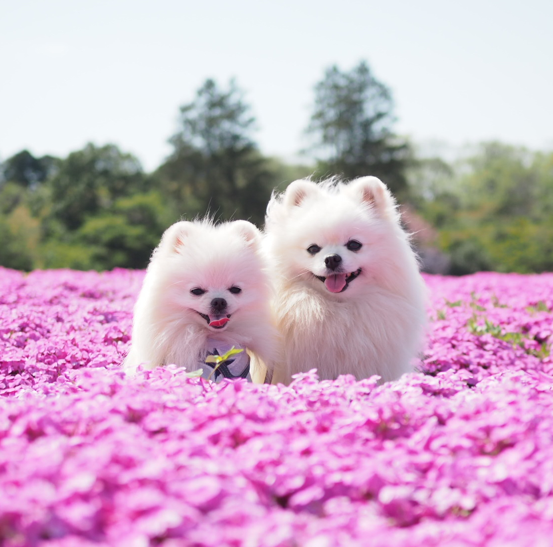 芝桜に囲まれて